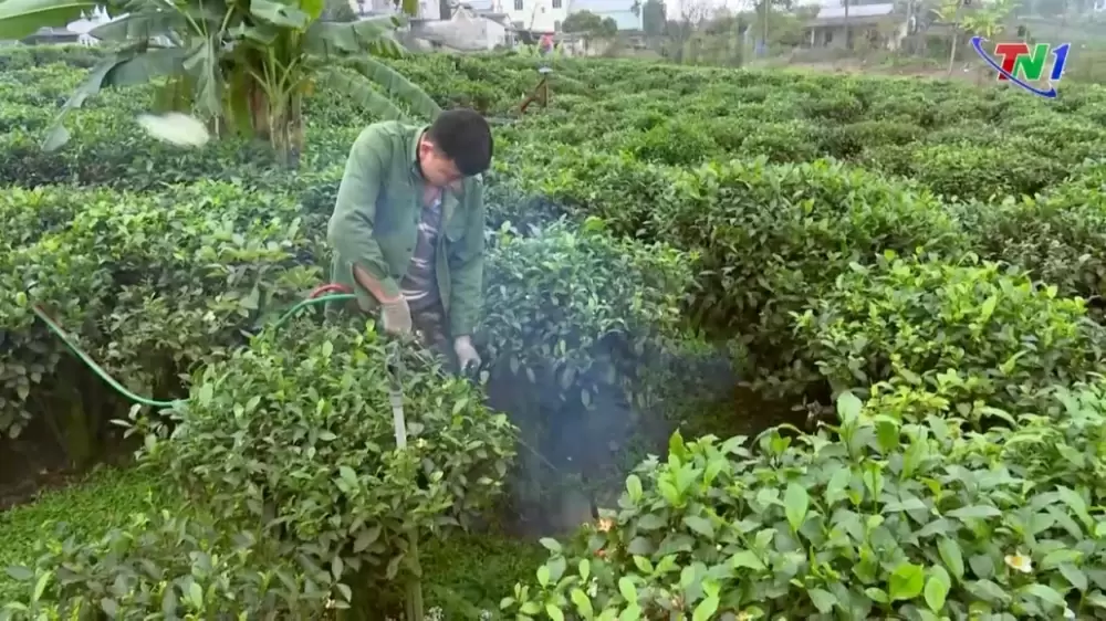 Độc đáo đổi mới sáng tạo khi sử dụng cách phun lửa để diệt trừ cỏ dại trên nương chè